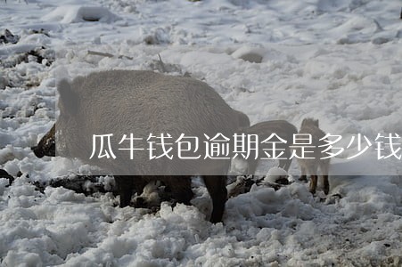 瓜牛钱包逾期金是多少钱 瓜牛钱包逾期金是多少钱
