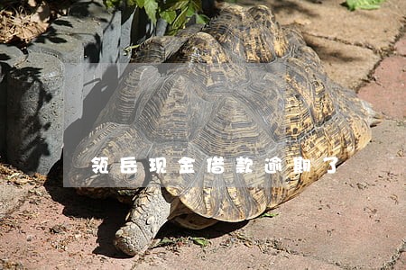 瓴岳现金借款逾期了 瓴岳现金借款逾期了