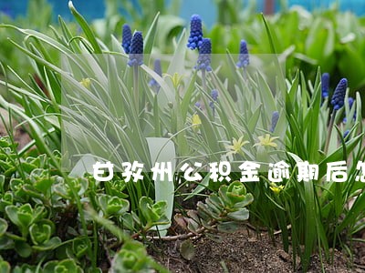甘孜州公积金逾期后怎么消除 甘孜州公积金逾期后怎么消除
