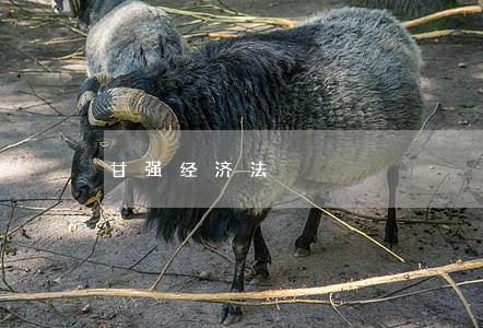 甘强经济法 甘强经济法