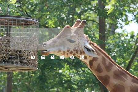 甘河法院电话