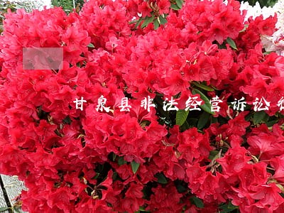 甘泉县非法经营诉讼律师 甘泉县非法经营诉讼律师