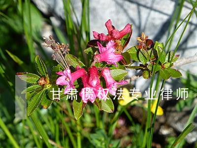 甘肃债权法专业律师