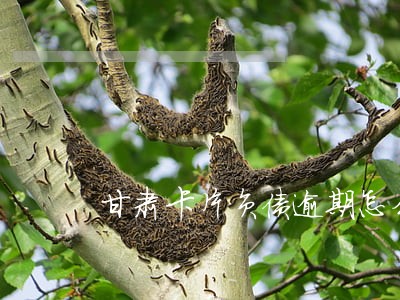 甘肃卡片负债逾期怎么办 甘肃卡片负债逾期怎么办