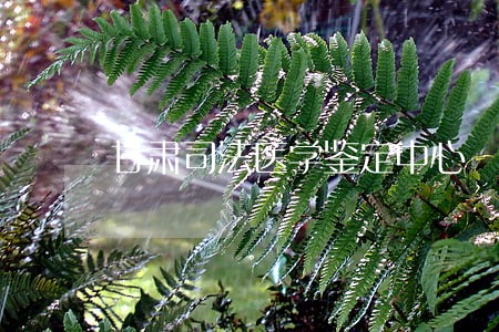 甘肃司法医学鉴定中心 甘肃司法医学鉴定中心