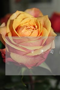 甘肃司法行政精神 甘肃司法行政精神