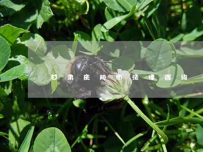甘肃庆阳市法律咨询 甘肃庆阳市法律咨询