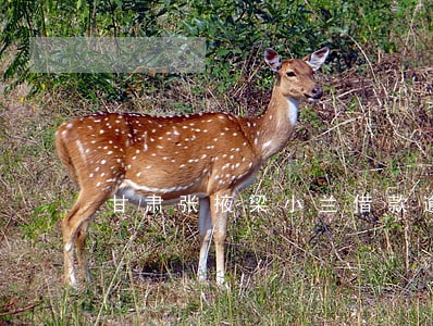 甘肃张掖梁小兰借款逾期