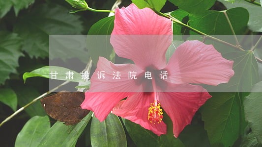甘肃投诉法院电话 甘肃投诉法院电话