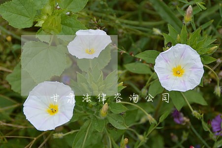 甘肃法律咨询公司 甘肃法律咨询公司