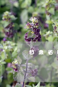 甘肃省印花税逾期申报 甘肃省印花税逾期申报