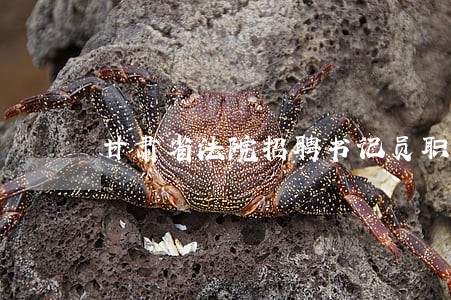 甘肃省法院招聘书记员职位表 甘肃省法院招聘书记员职位表