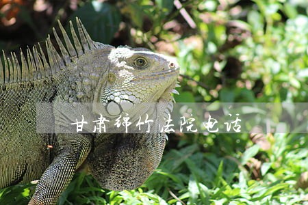 甘肃绵竹法院电话 甘肃绵竹法院电话