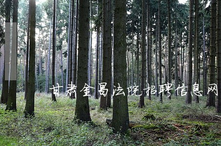 甘肃金昌法院招聘信息网