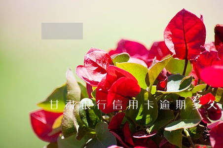 甘肃银行信用卡逾期多久会上门 甘肃银行信用卡逾期多久会上门