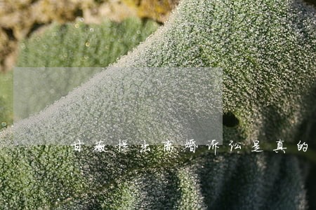 甘薇提出离婚诉讼是真的吗