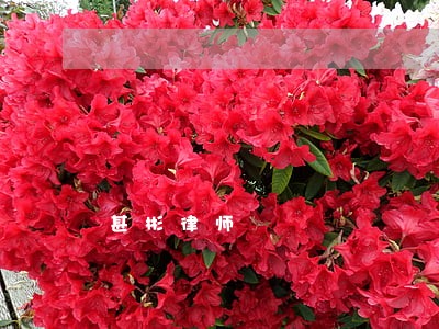 甚彬律师 甚彬律师