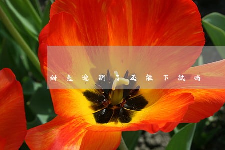 甜兔逾期了还能下款吗 甜兔逾期了还能下款吗