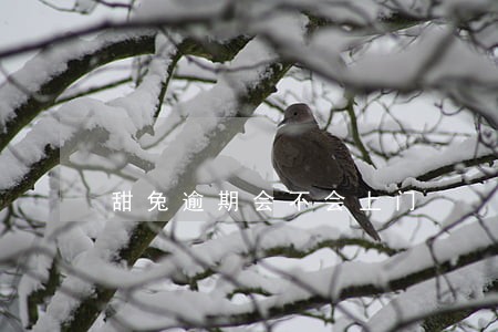 甜兔逾期会不会上门 甜兔逾期会不会上门