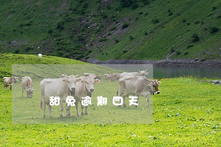 甜兔逾期四天 甜兔逾期四天