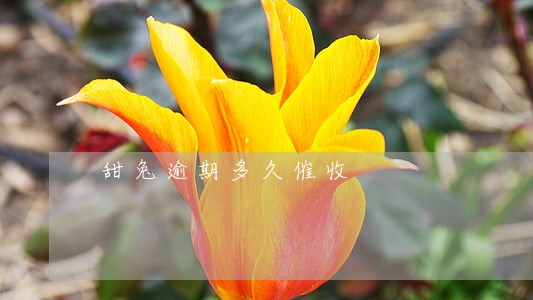甜兔逾期多久催收 甜兔逾期多久催收
