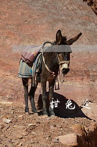 甜兔逾期多少天打联系人点鼓励 甜兔逾期多少天打联系人点鼓励