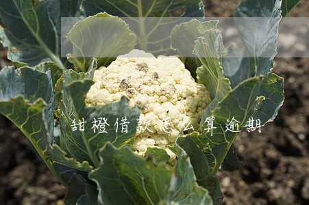甜橙借款怎么算逾期 甜橙借款怎么算逾期