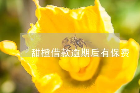 甜橙借款逾期后有保费 甜橙借款逾期后有保费