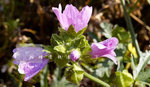 甜橙借钱逾期一万 甜橙借钱逾期一万