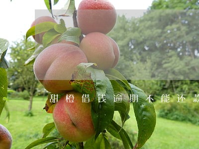甜橙借钱逾期不能还款 甜橙借钱逾期不能还款