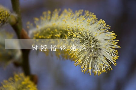 甜橙借钱逾期了 甜橙借钱逾期了