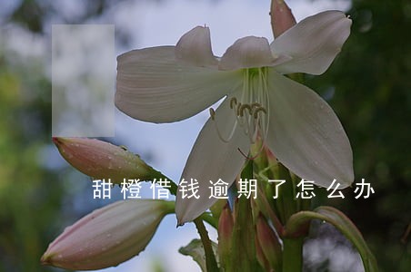 甜橙借钱逾期了怎么办 甜橙借钱逾期了怎么办