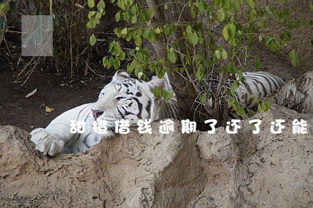 甜橙借钱逾期了还了还能借吗 甜橙借钱逾期了还了还能借吗