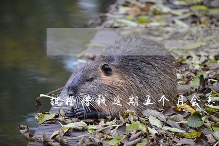 甜橙借钱逾期五个月会怎么样 甜橙借钱逾期五个月会怎么样