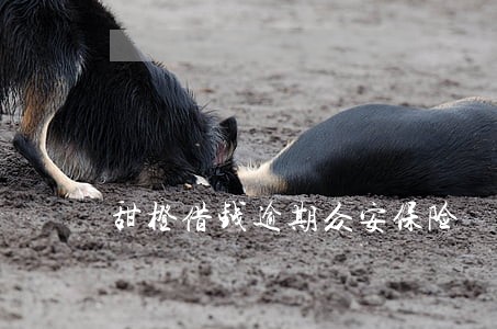 甜橙借钱逾期众安保险 甜橙借钱逾期众安保险