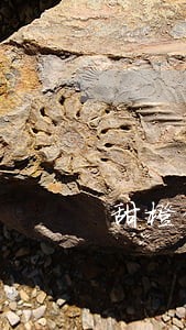 甜橙借钱逾期后果 甜橙借钱逾期后果