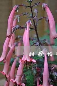 甜橙借钱逾期多久会上征信 甜橙借钱逾期多久会上征信