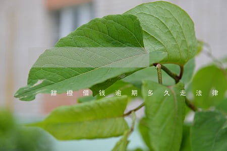 甜橙借钱逾期多久走法律程序 甜橙借钱逾期多久走法律程序