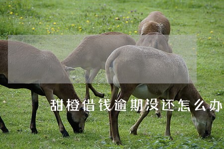 甜橙借钱逾期没还怎么办 甜橙借钱逾期没还怎么办