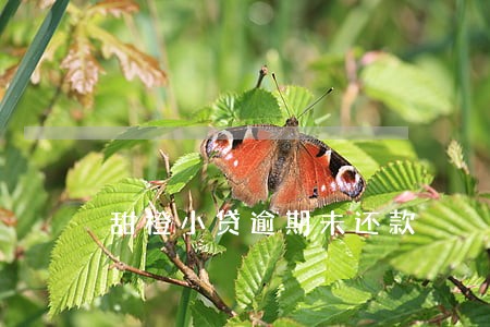甜橙小贷逾期未还款 甜橙小贷逾期未还款