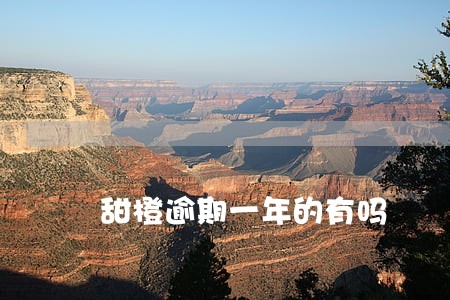 甜橙逾期一年的有吗