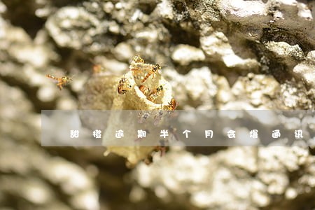 甜橙逾期半个月会爆通讯录吗 甜橙逾期半个月会爆通讯录吗