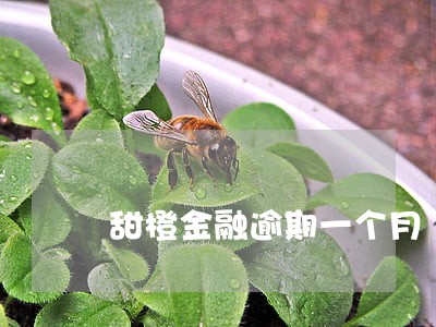 甜橙金融逾期一个月 甜橙金融逾期一个月
