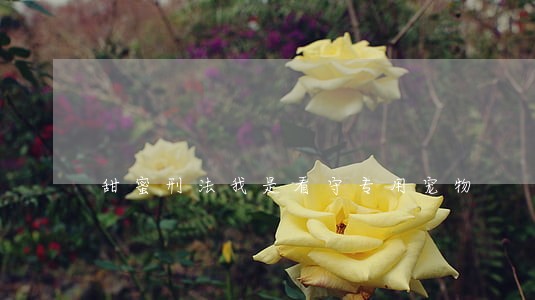 甜蜜刑法我是看守专用宠物 甜蜜刑法我是看守专用宠物