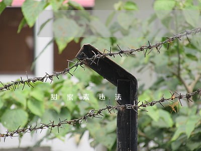 甜蜜素违法