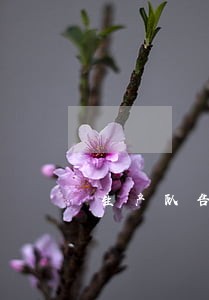 生产队告村委会属于什么诉讼