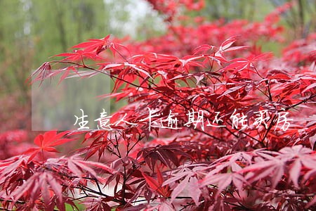 生意人卡逾期还能买房 生意人卡逾期还能买房