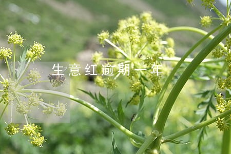 生意红逾期一年 生意红逾期一年