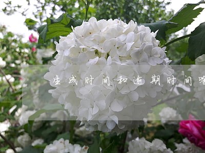生成时间和逾期时间啥意思 生成时间和逾期时间啥意思