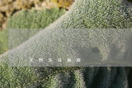 生根签证逾期 生根签证逾期